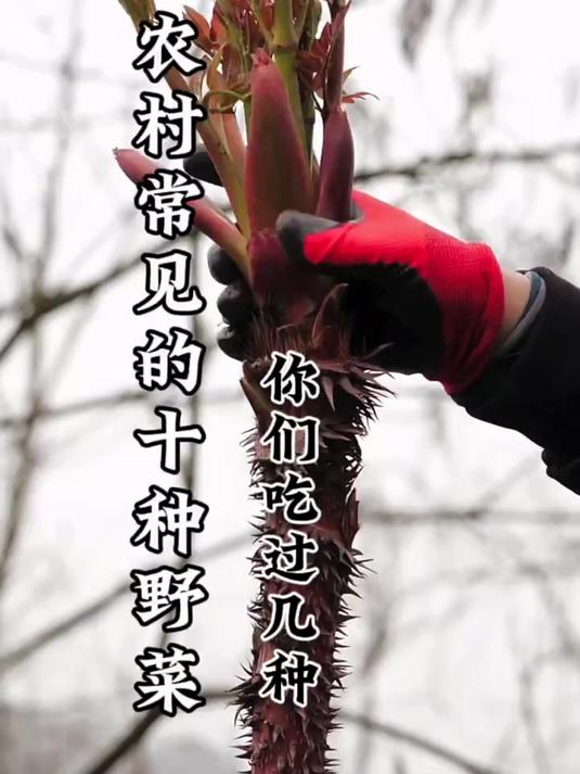 农村常见的野菜,你吃过哪些呢?