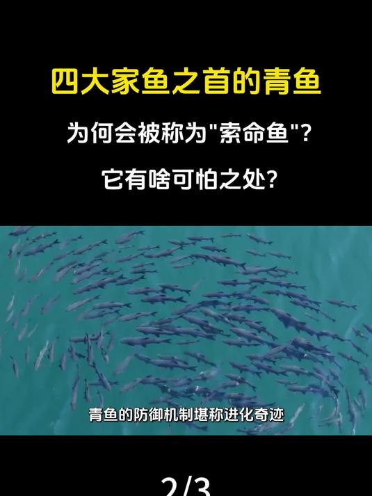 四大家鱼之首的青鱼为何会被称为“索命鱼”？它有啥可怕之处？