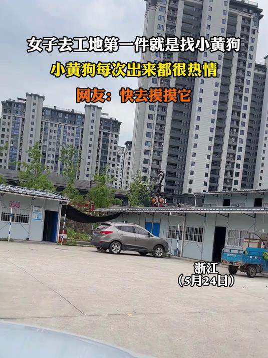 女子去工地第一件就是找小黄狗,小黄狗每次出来都很热情