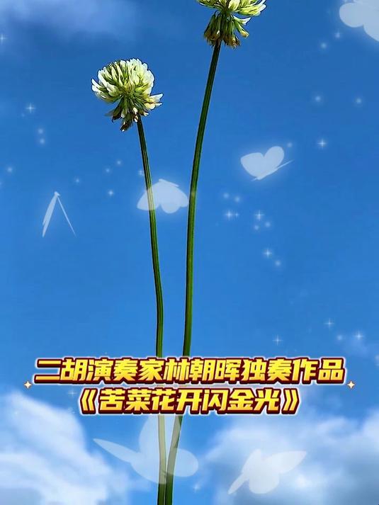 二胡演奏家林朝晖独奏作品《苦菜花开闪金光》,经典老歌催人泪下