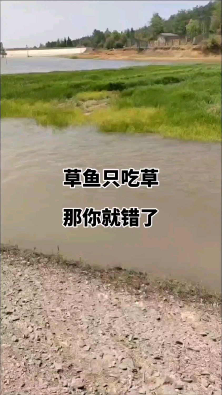 草鱼只吃草,那你就错了