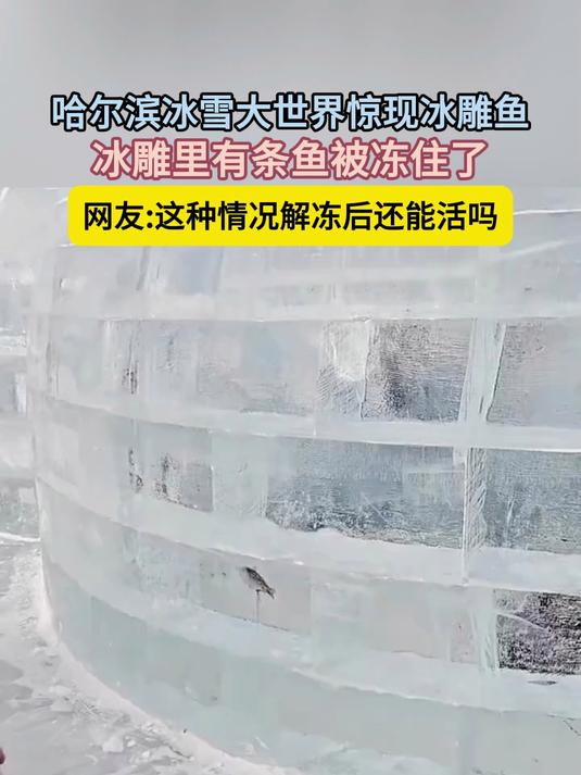 哈尔滨冰雪大世界惊现冰雕鱼,冰雕里有条鱼被冻住了