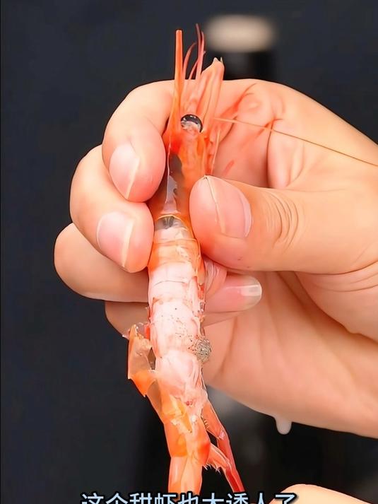 俄罗斯北极甜虾