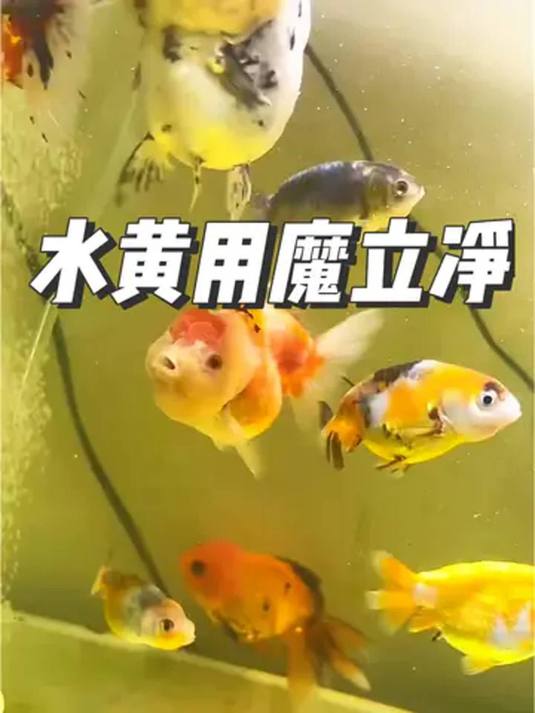 鱼缸水黄有腥味?用魔立净放过滤,一晚变清,能管一年