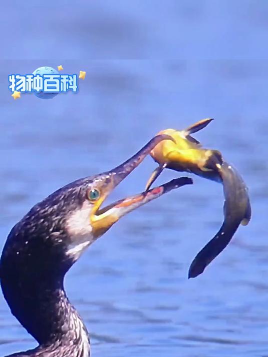 鸬鹚又在挑战高难度了,它居然想要活吞长着三根尖刺的黄骨鱼!