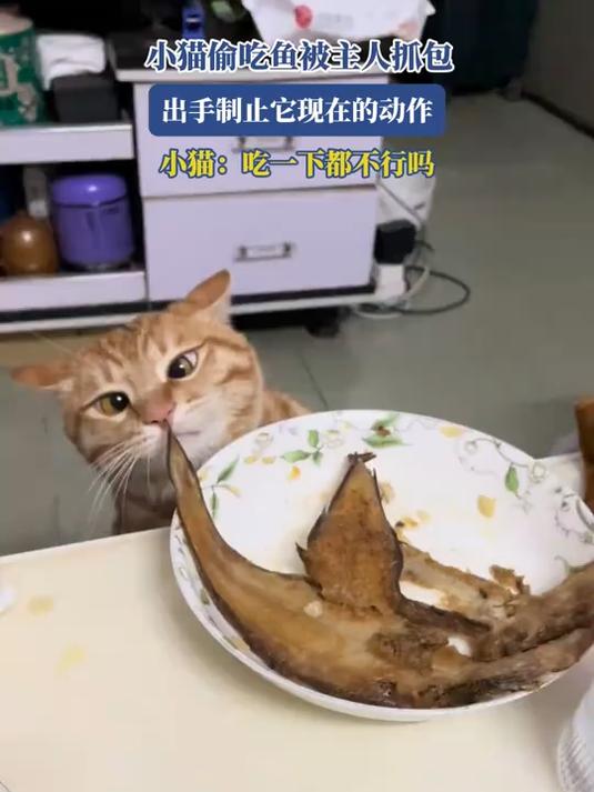 小猫偷吃鱼被主人抓包,出手制止它现在的动作