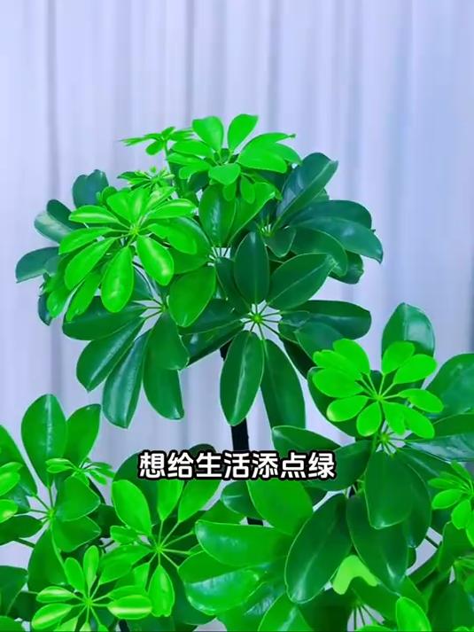 鸭脚木耐阴好养懒人爱,清新空气自然来,招财纳福乐开怀!