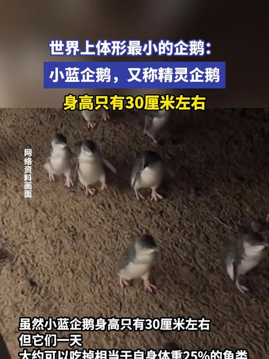 世界上体形最小的企鹅：小蓝企鹅，又称精灵企鹅，身高只有30厘米左右#金榜同行时#