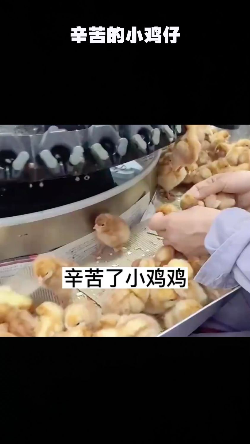 辛苦的小鸡仔