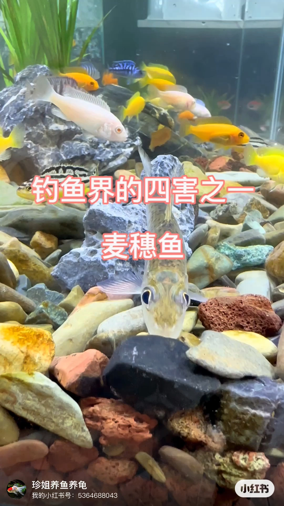 钓鱼界的四害之一,说到麦穗鱼,钓鱼人都很讨厌。