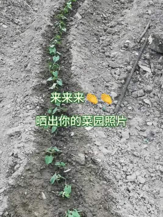 我的小菜园:天然绿蔬,耕耘收获,超满足!