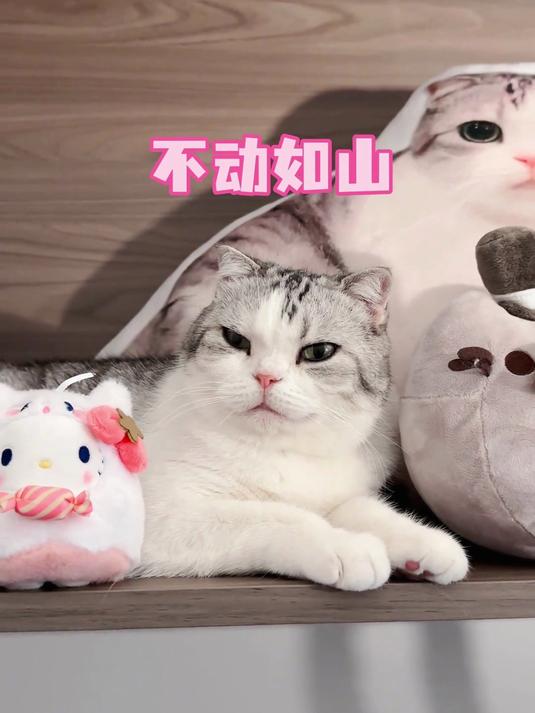 当宿管来查寝时我的猫