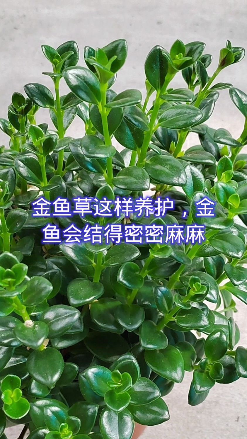 金鱼草这样养护,金鱼会结得密密麻麻!