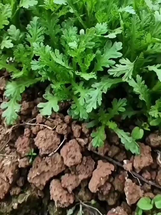 四季茼蒿菜种籽，家庭小菜园、阳台盆栽易播种#盆栽蔬菜#
