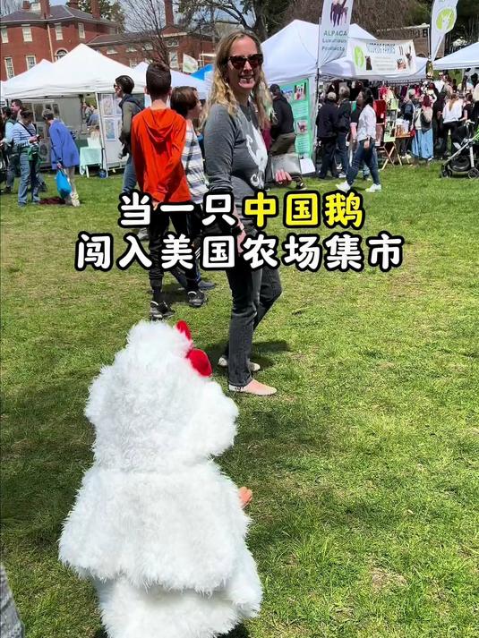 一只中国鹅如何萌死老外 看中国来的大鹅如何萌翻老外