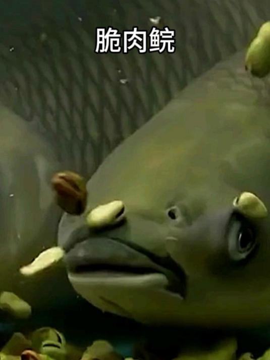 脆肉鲩:草鱼吃了蚕豆后居然会变身