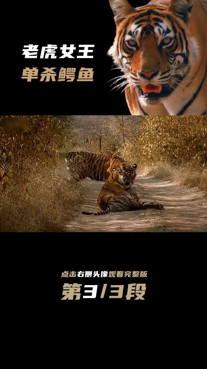 老虎女王玛琪莉单杀3.7米鳄鱼