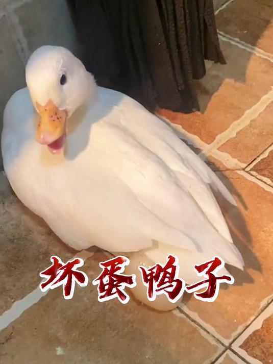 嘴馋的小姐姐捡了一颗坏鸭蛋，不料最后，还有意外惊喜