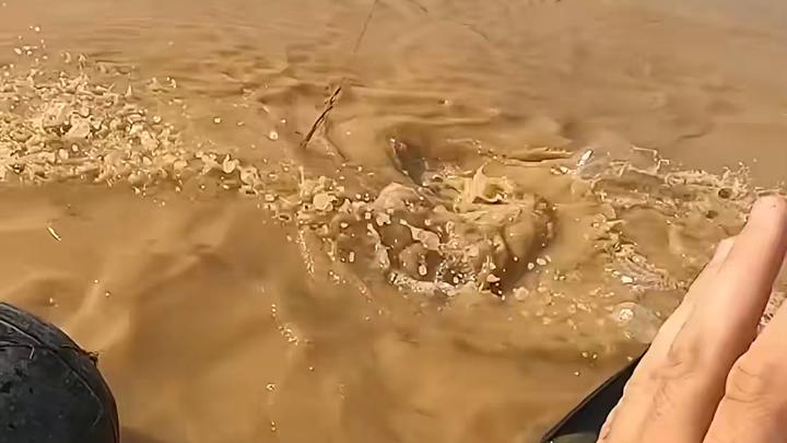 巨型鲶鱼