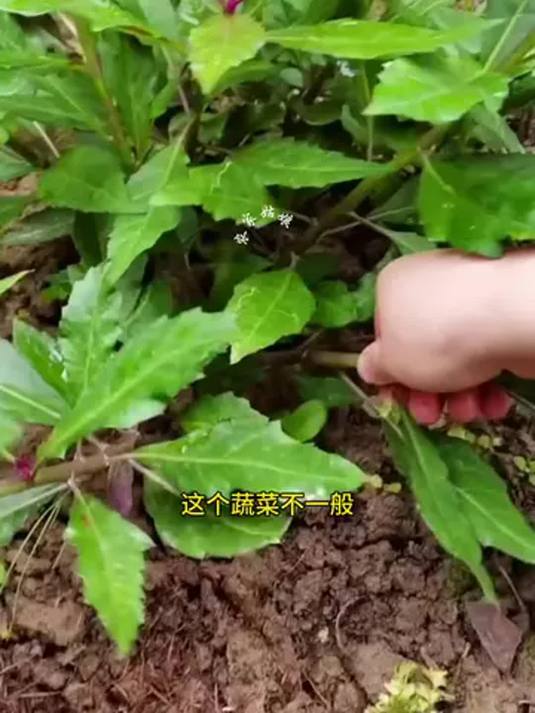 紫背菜:高钙补血,不挑环境,南北皆可种,赶紧试试