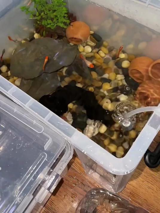 我的孔雀鱼是不快生了赶紧做个产房