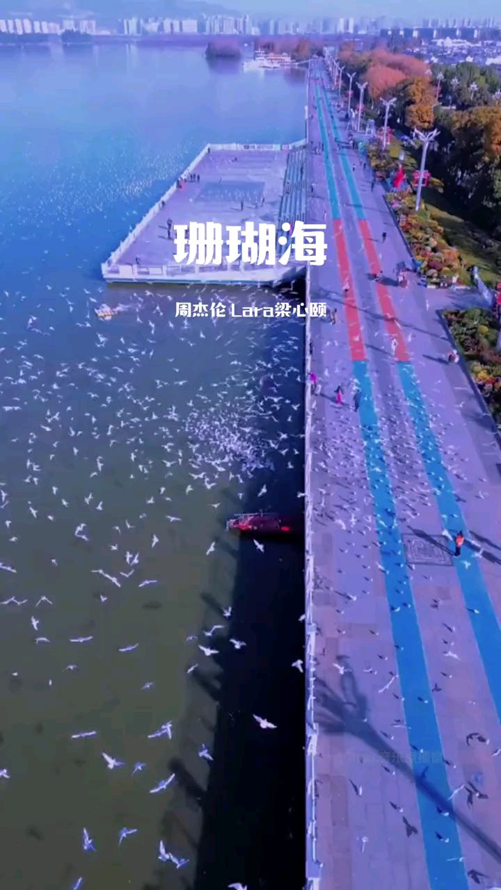 海鸟和鱼相爱,只是一场意外