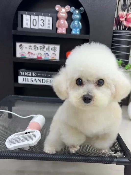 天热了,洗澡次数也多了,可以给它安排个吹风拉毛一体机