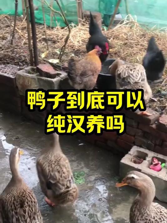 鸭子到底可以纯汉养吗