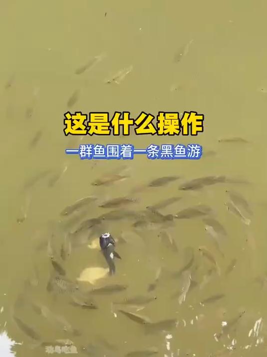 钓鱼拍到的,这是什么操作,一群鱼围着一条黑鱼游