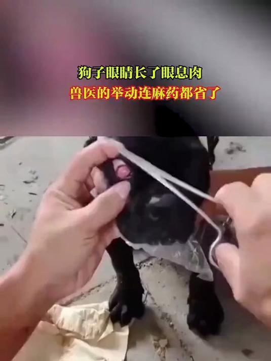 狗子眼睛长眼息肉兽医不用麻药就处理完毕让人感叹医术高超