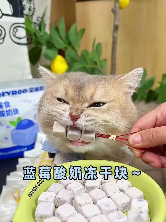 酸奶块也来卷了小猫小狗都爱吃,四个味道都好吃!