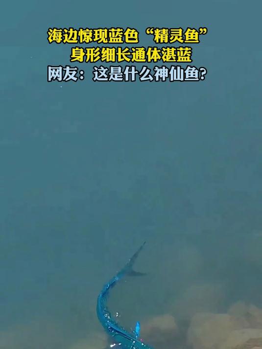 海边惊现蓝色“精灵鱼”,身形细长通体湛蓝,网友:这是什么神仙鱼