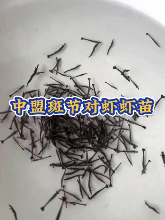 出苗啦!中盟斑节对虾虾苗,正在出发中!