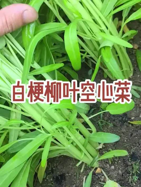 白梗柳叶空心菜,好种易活!阳台小院都能种