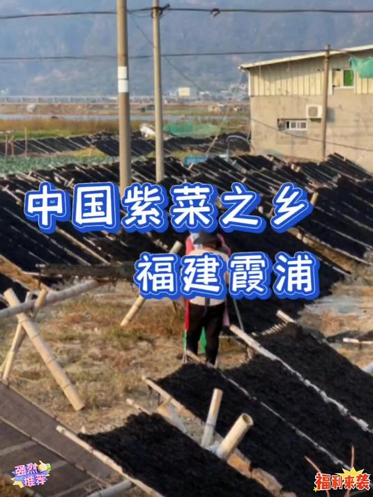 紫菜陆续上市了今年的头水比往年贵一些