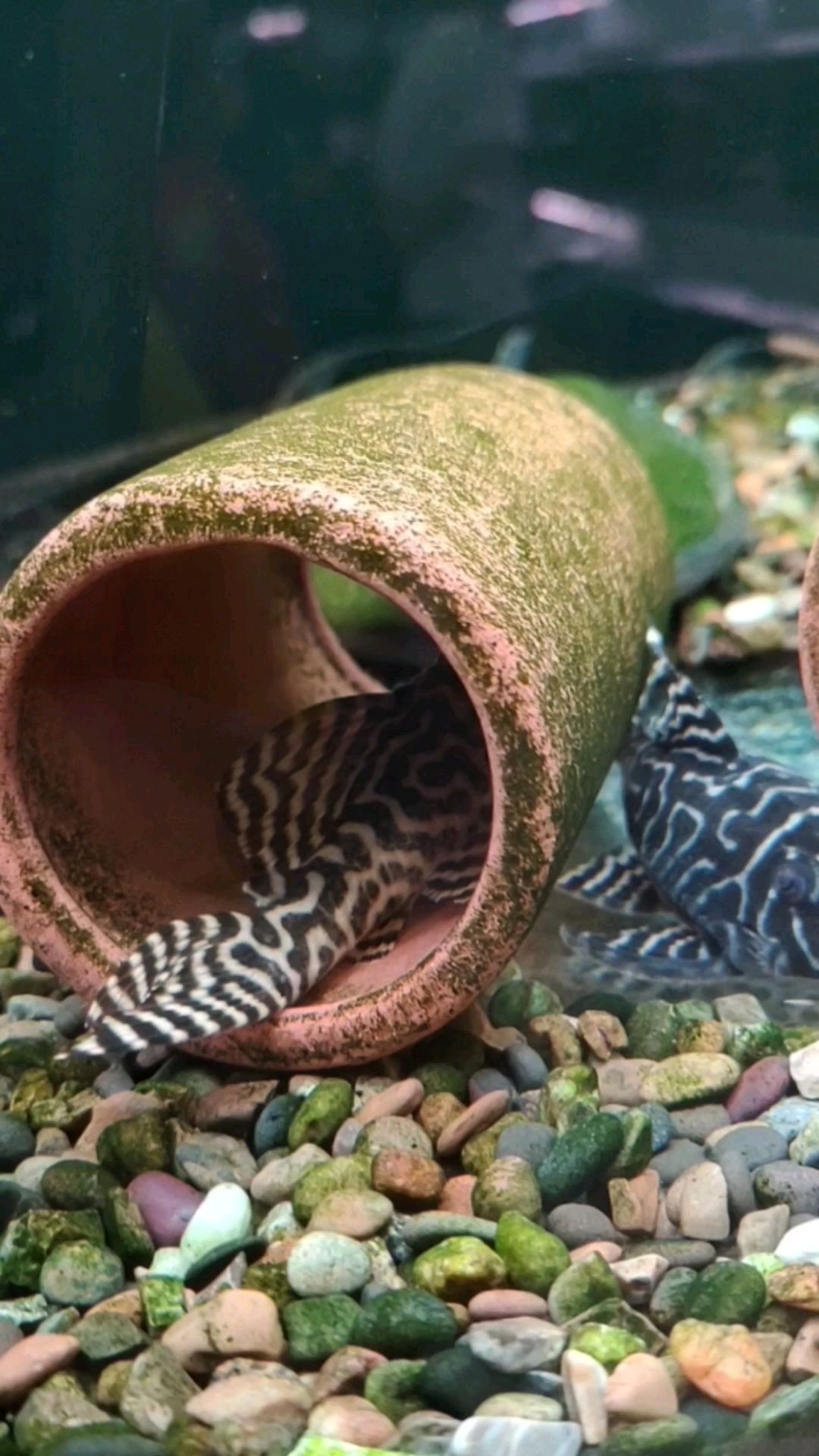 维塔塔老虎王成鱼全长不超过10cm,每条鱼身上的花纹都不一样,具有较高的收藏价值