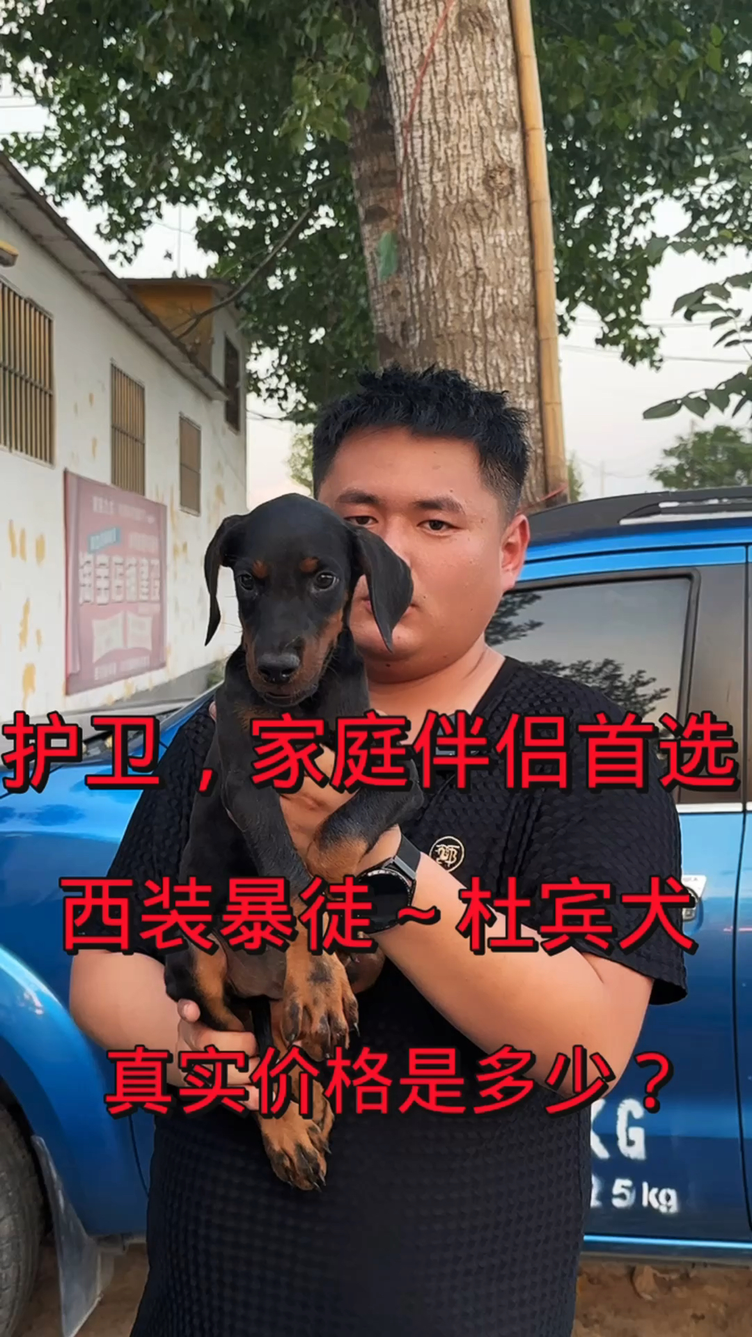 护卫,家庭伴侣首选,西装暴徒～杜宾犬  真实价格是多少?