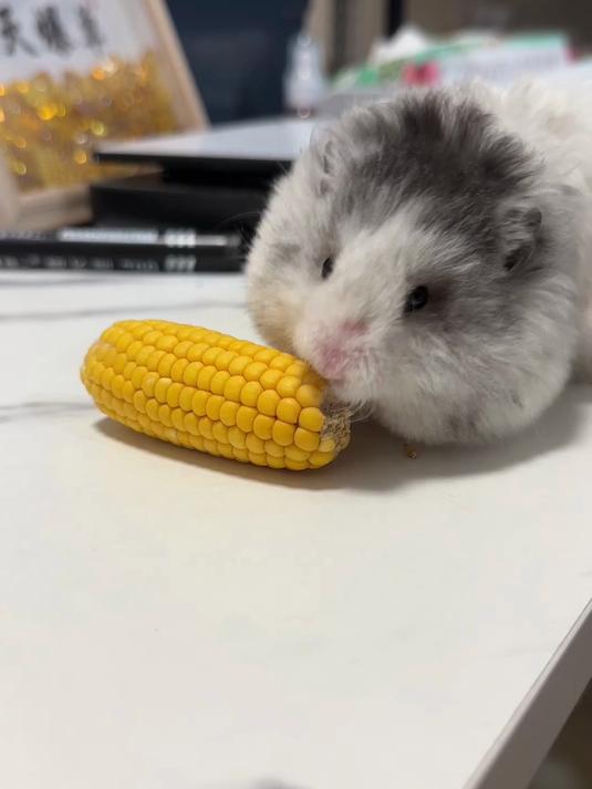 这么可爱的小熊就应该住在幼儿园