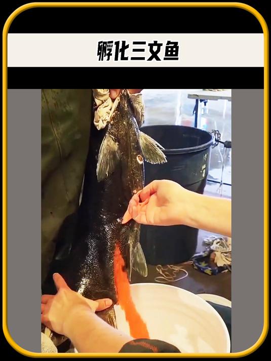 他们为什么要取出三文鱼的卵,并不是做鱼子酱,值得一看