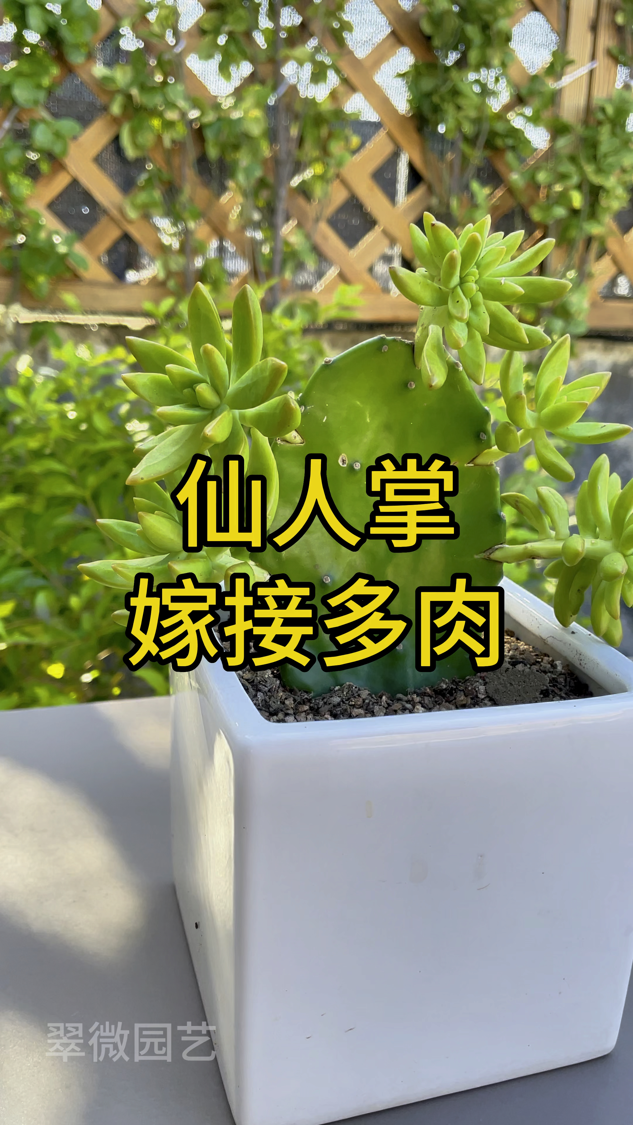 仙人掌嫁接多肉,不仅好看,而且抗病害强