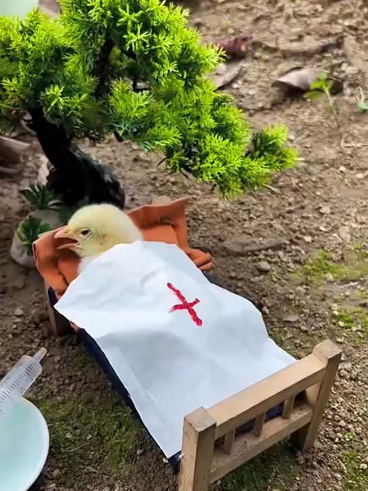 钵钵鸡