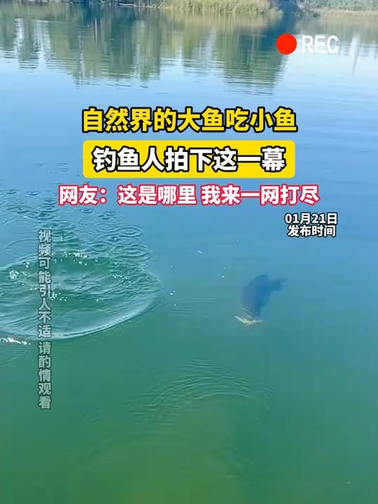 自然界的大鱼吃小鱼,钓鱼人拍下这一幕,网友:这是哪里,我来一网打尽
