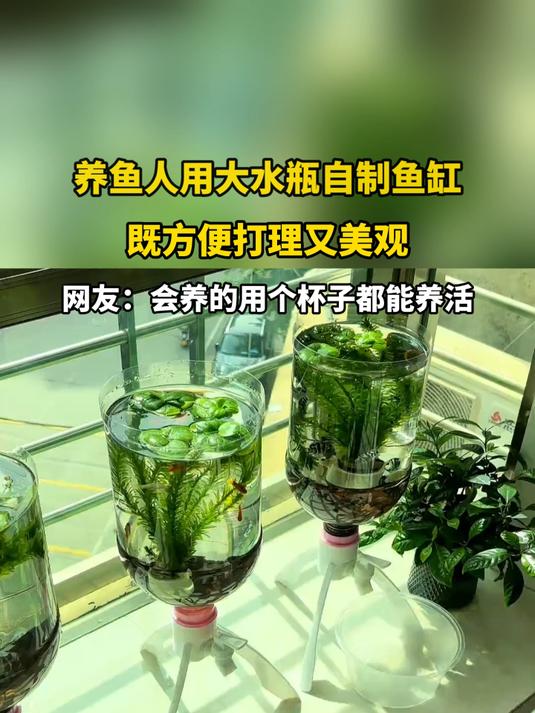 养鱼人用大水瓶自制鱼缸，既方便打理又美观