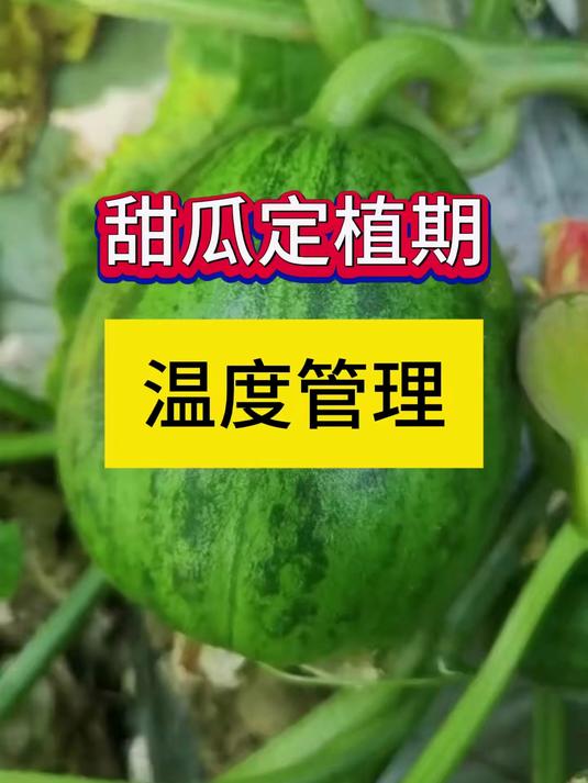 甜瓜什么时候种?甜瓜种植技术 #农业种植#