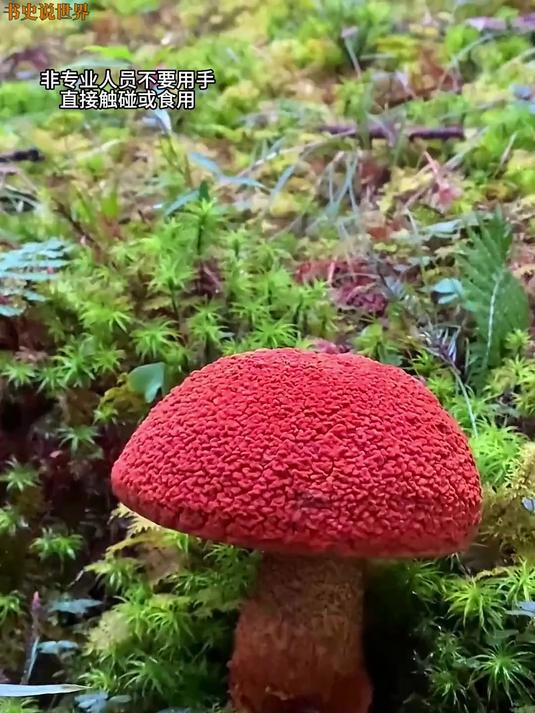 分享26种可食用的“菌”,你最喜欢吃那种?