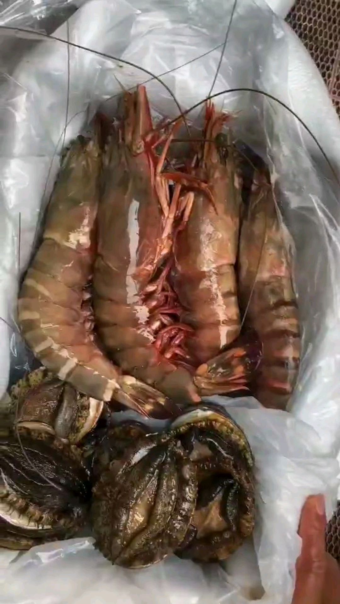 老虎虾和大鲍鱼