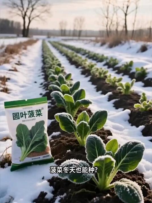 菠菜越冬种植，防寒保苗安全过冬方法