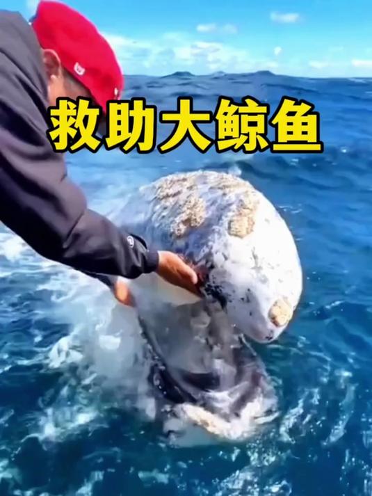这头鲸鱼被密密麻麻的藤壶所寄生,好在鲸鱼遇到好心人,帮它清理