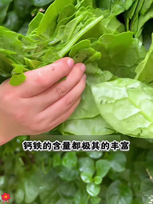 比绿萝还好养!大叶木耳菜种子,40℃高温照样爆盆摘不完