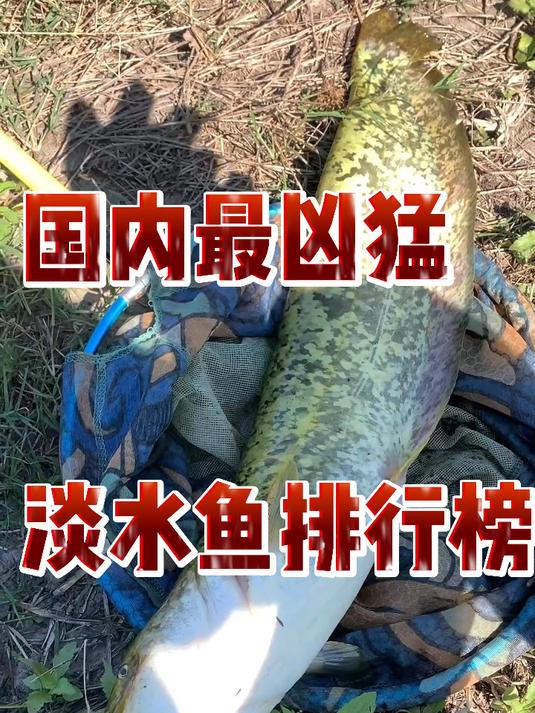 国内最凶猛淡水鱼排行榜
